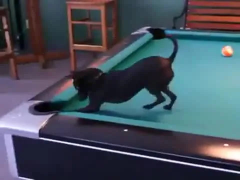 The Pool Playing Dog Video