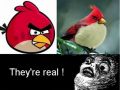 Angry Birds are real and scary