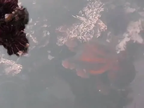 Crazy video of Octopus walking on land
