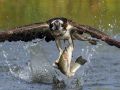 Bird fishing for trout picture