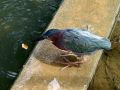 Crazy Video of a Bird actually Fishing