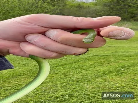 Tiny Green Snake Curls Up in Someone's Palm