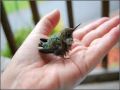 Rescued Baby Hummingbird