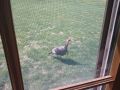 Wild turkey outside my window