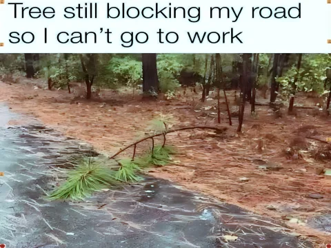 Fallen Tree Branch Blocks Entire Road After Storm