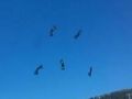 Incredible video Trick Kite flying