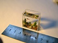 World record smallest aquarium