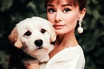 AI Creates Audrey Hepburn Dog Portrait Masterpiece