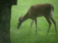 Crazy video of a deer eating a bird