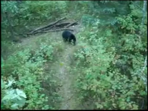 Man deer hunting or bear man hunting