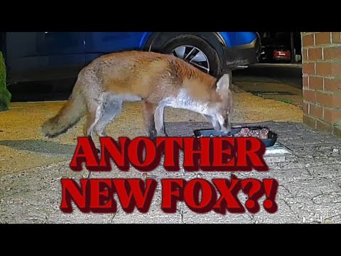 Mystery Forest Creature Causes Identity Crisis