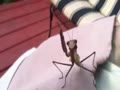 When Praying Mantis Attacks