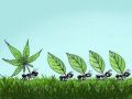 Funny Weed Ant Picture